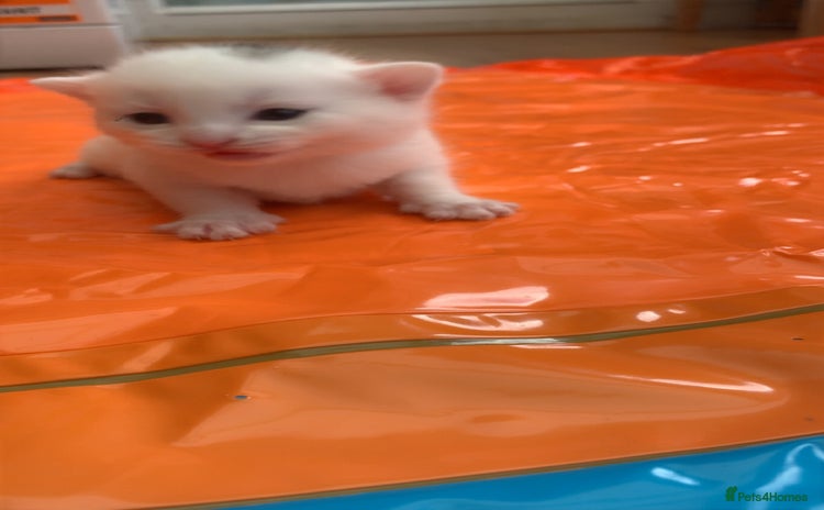 Domestic Shorthair cats - Advert 4