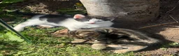 Mixed Breed cats for sale: Mum and 3 kittens for sale to good homes - Advert 9