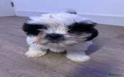 Shih Tzu dogs for sale: 2 lovely boys and 1 girl - Image 2