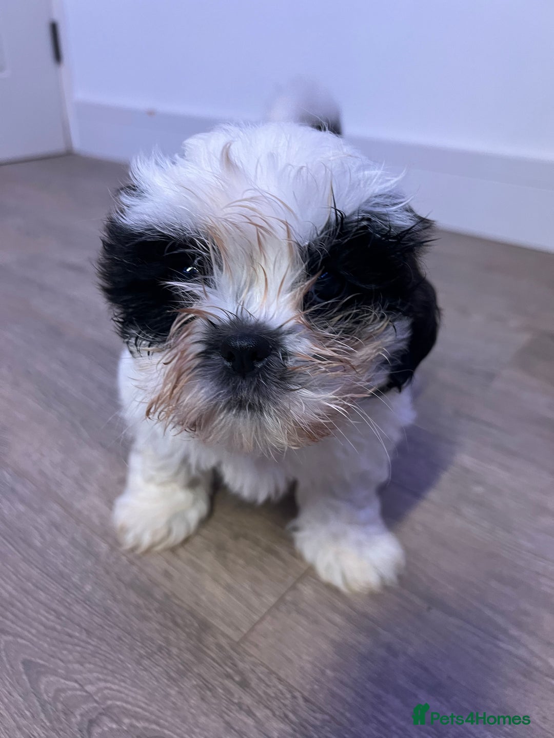 Shih Tzu dogs for sale: 2 lovely boys and 1 girl - Image 2