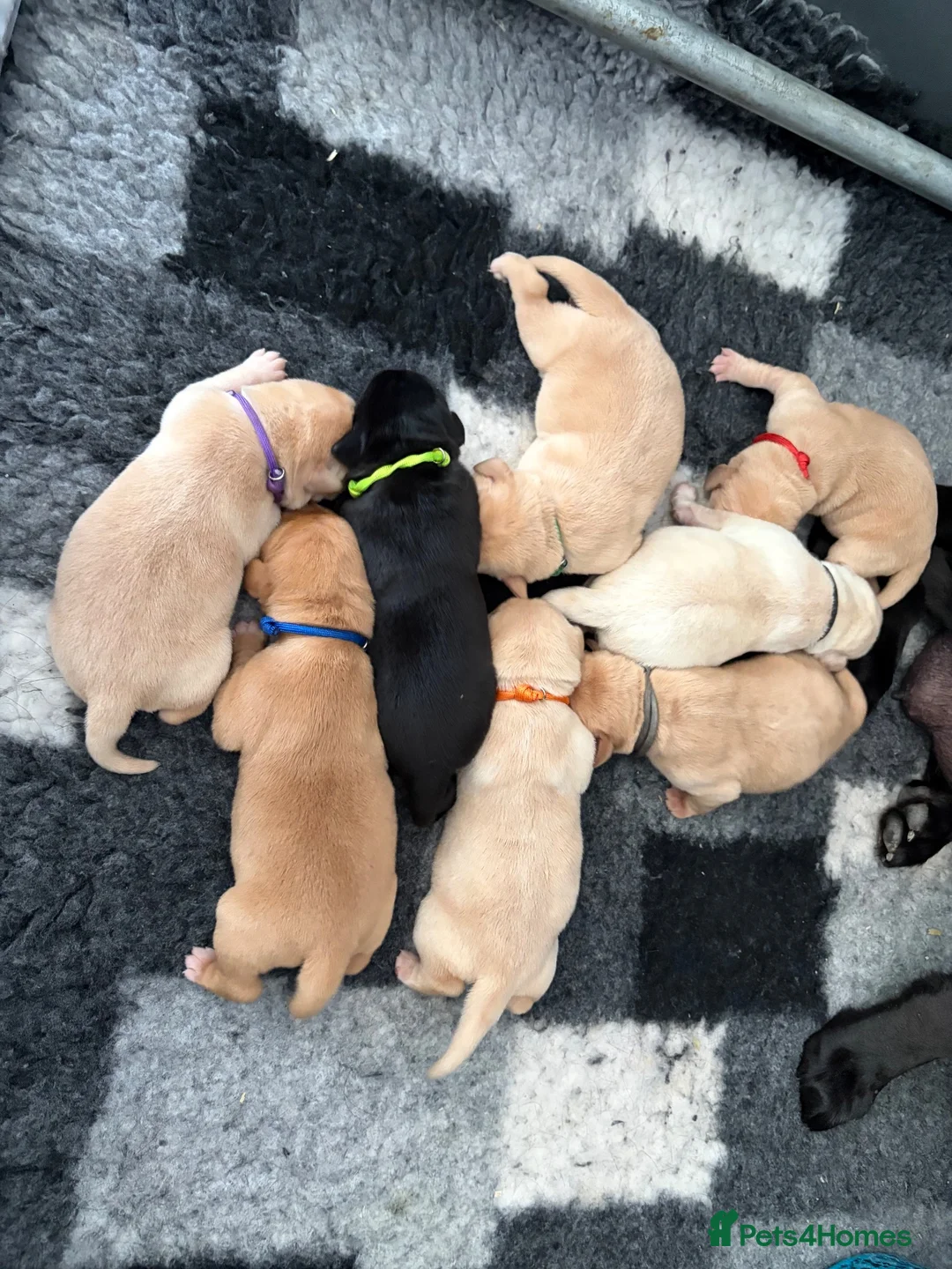 Labrador Retriever dogs for sale: 🐶STUNNING LABRADOR PUPPIES 🐶 - Advert 2