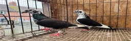 Pigeons birds for sale: TIGER GRIZZLED RACING PIGEONS FOR SALE - Advert 11