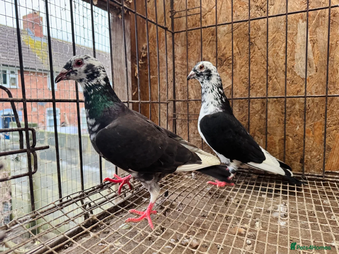 Pigeons birds for sale: TIGER GRIZZLED RACING PIGEONS FOR SALE - Advert 11