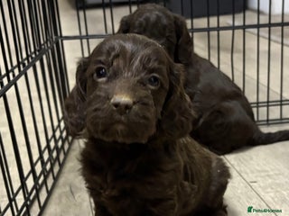 Cockapoo dogs - Advert 7