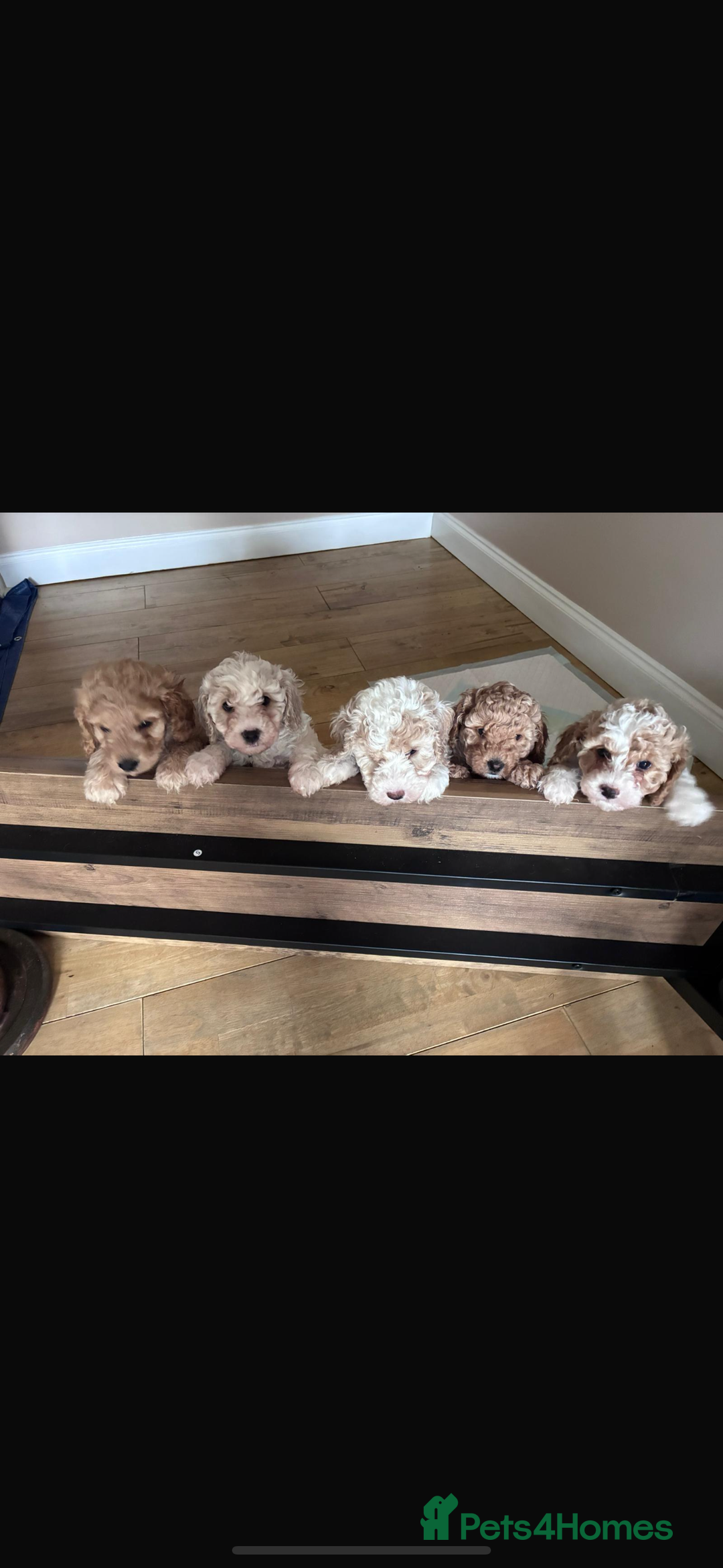 Cavapoochon dogs for sale: 1 cavapoochon puppie looking for forever homes - Image 6