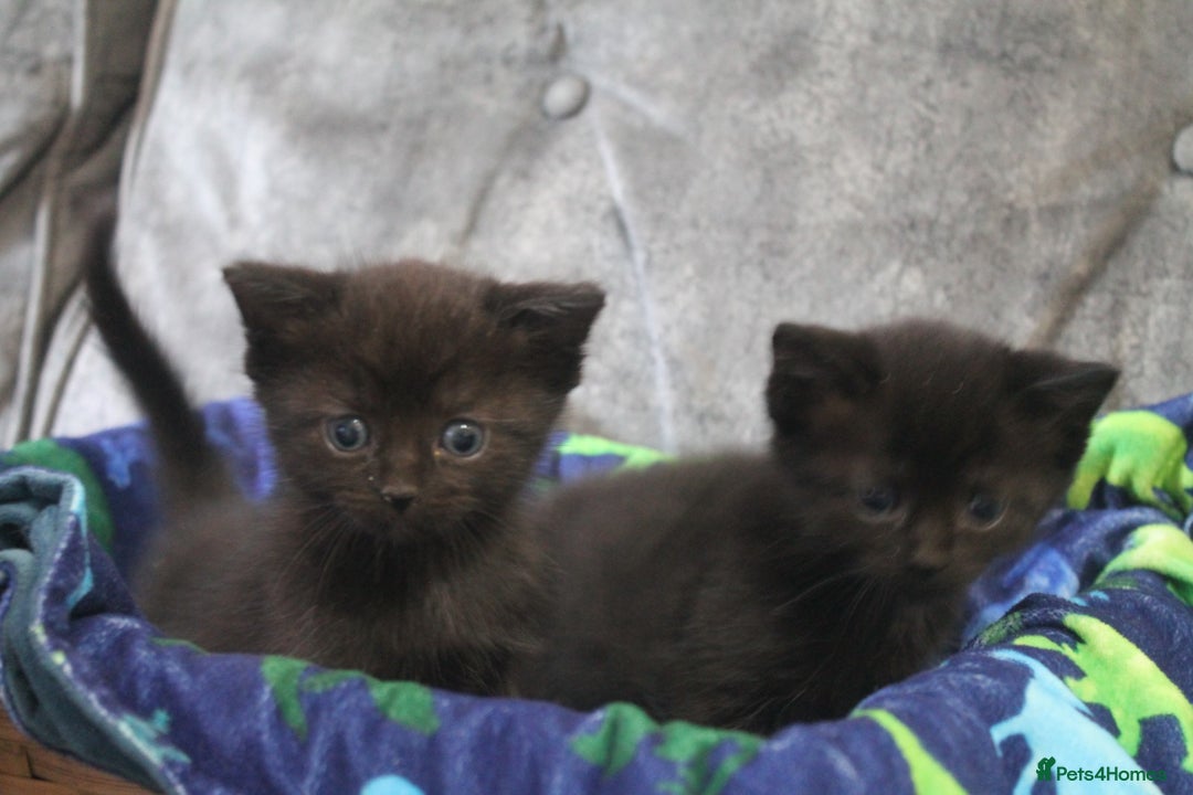 Ragdoll cats for sale: Ragdoll cross kittens - Advert 1