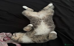 Mixed Breed cats for sale: Sweet Female Cats: Silver Tabby & Grey Longhair - Image 6