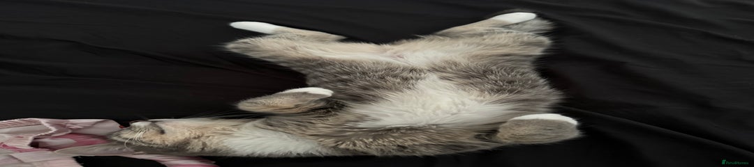 Blissa