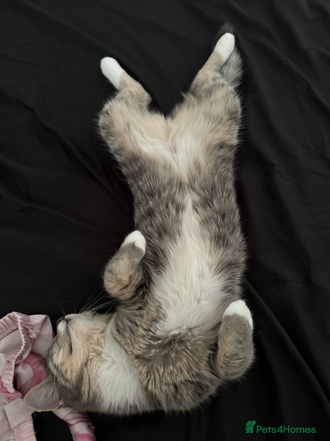 Mixed Breed cats for sale: Sweet Female Cats: Silver Tabby & Grey Longhair - Image 6