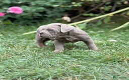Mixed Breed dogs for sale: Beautiful lilac cane Corso x bulldog pups  - Image 14