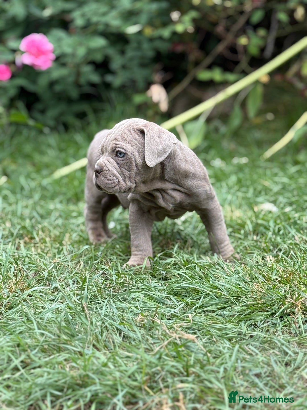 Mixed Breed dogs for sale: Beautiful lilac cane Corso x bulldog pups  - Image 14