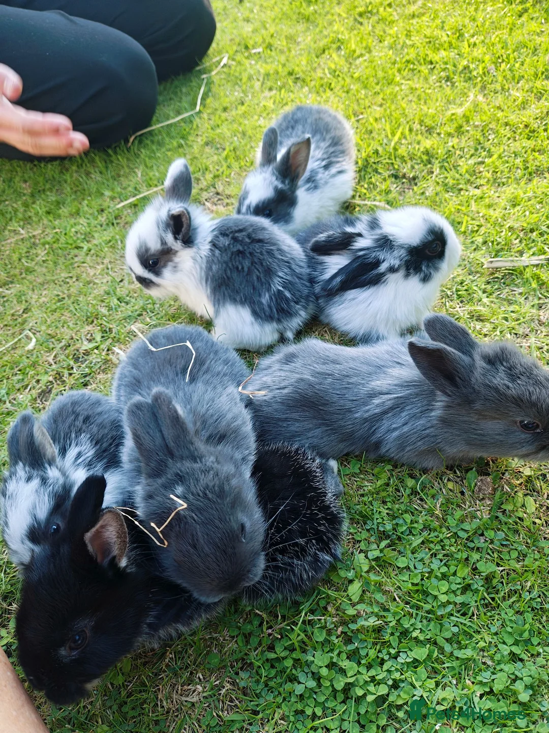 Mini Lion Lop rabbits for sale: Mini Lion Lop - Advert 2