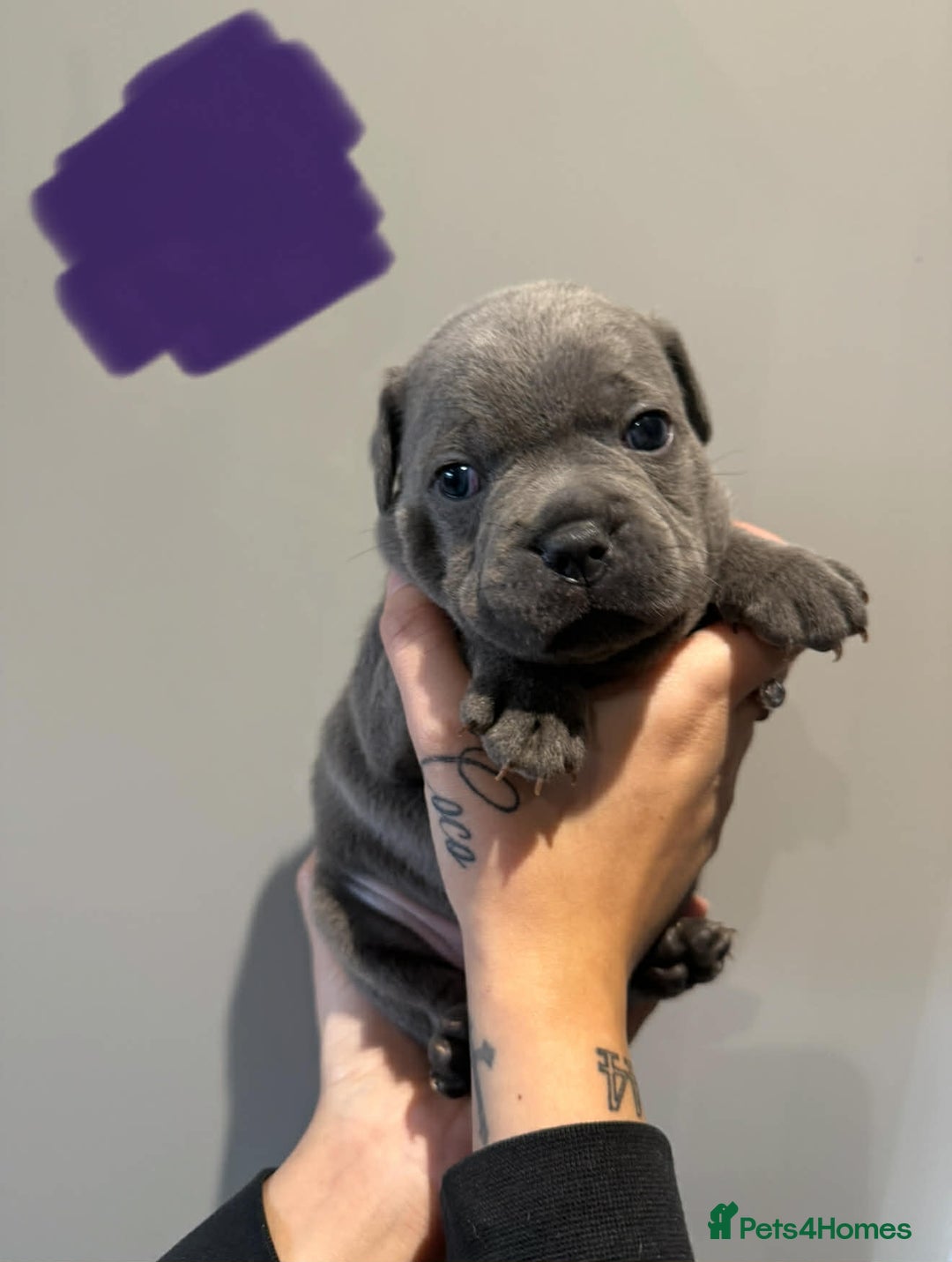 Staffordshire Bull Terrier dogs for sale: Blue Staffordshire bull terrier pups  - Advert 12