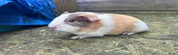 Guinea Pig rodents for sale: Beautiful long haired guinea pigs to reserve  - Advert 3