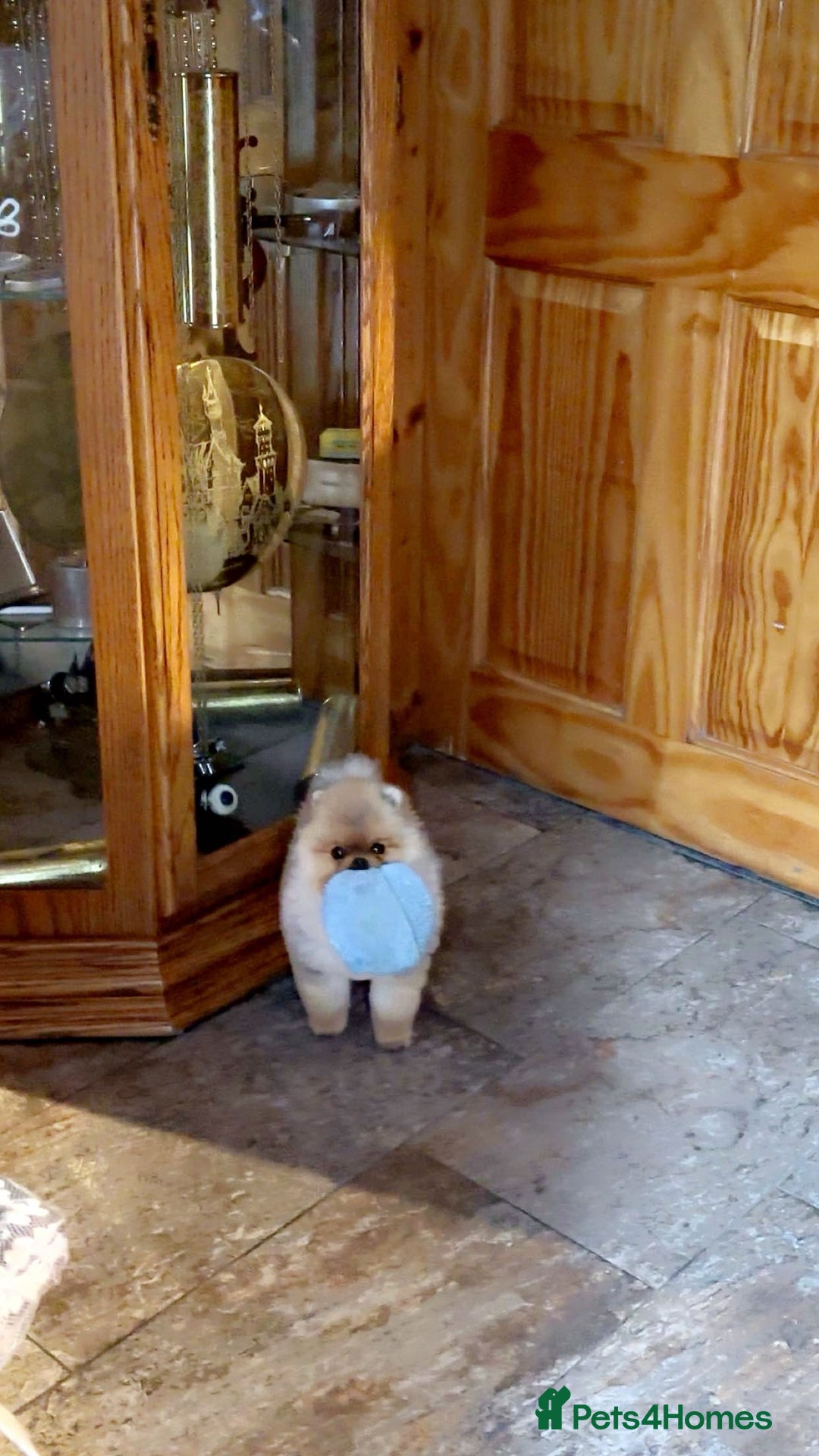 Pomeranian dogs for sale: Stunning tiny teddy bear toy poms - Image 7
