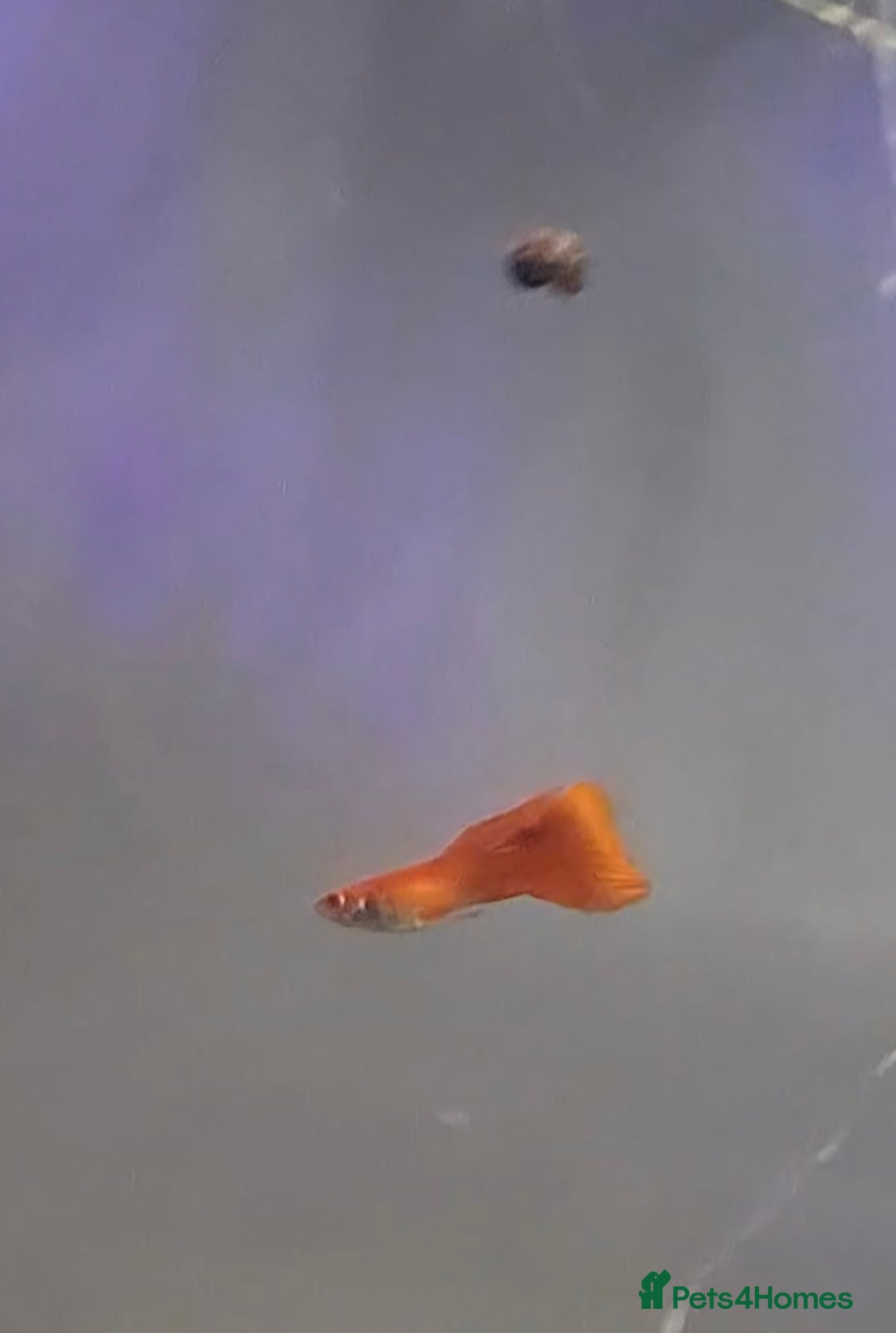 Bettas fish for sale: topaz guppies albino mix - Advert 14