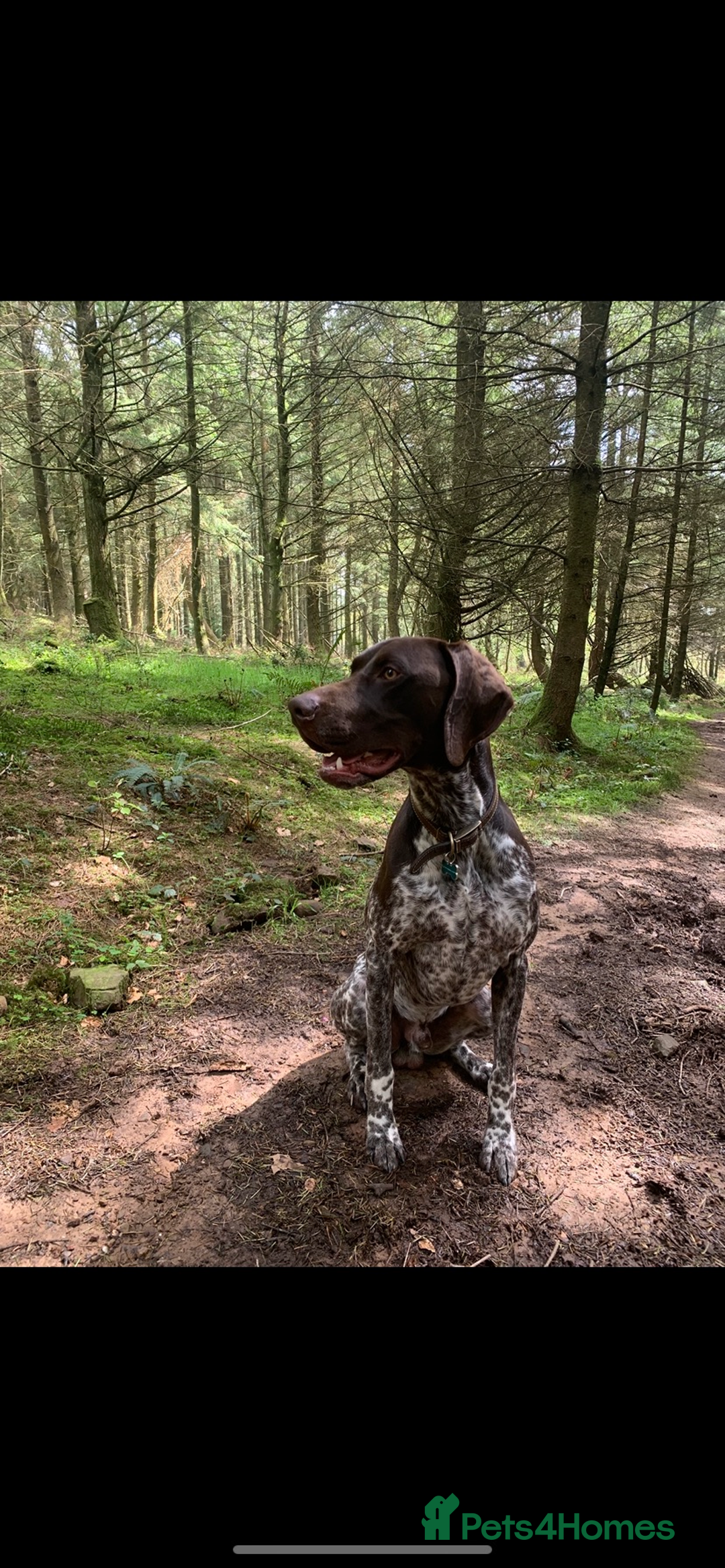 German Shorthaired Pointer dogs for stud: KC registered GSP for stud - Advert 7