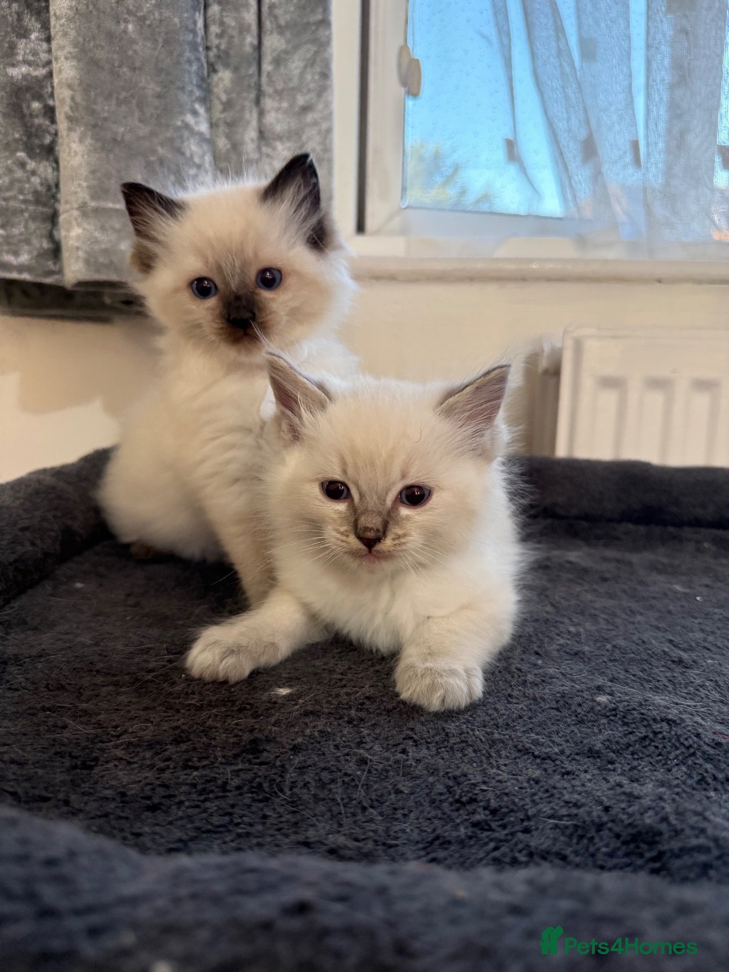 Ragdoll cats Stunning litter of pure ragdoll kittens  - Advert 1