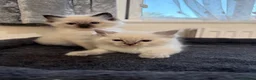 Ragdoll cats for sale: Stunning litter of pure ragdoll kittens  - Advert 1