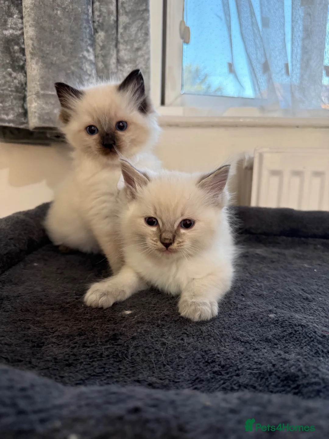 Ragdoll cats for sale: Stunning litter of pure ragdoll kittens  - Advert 1