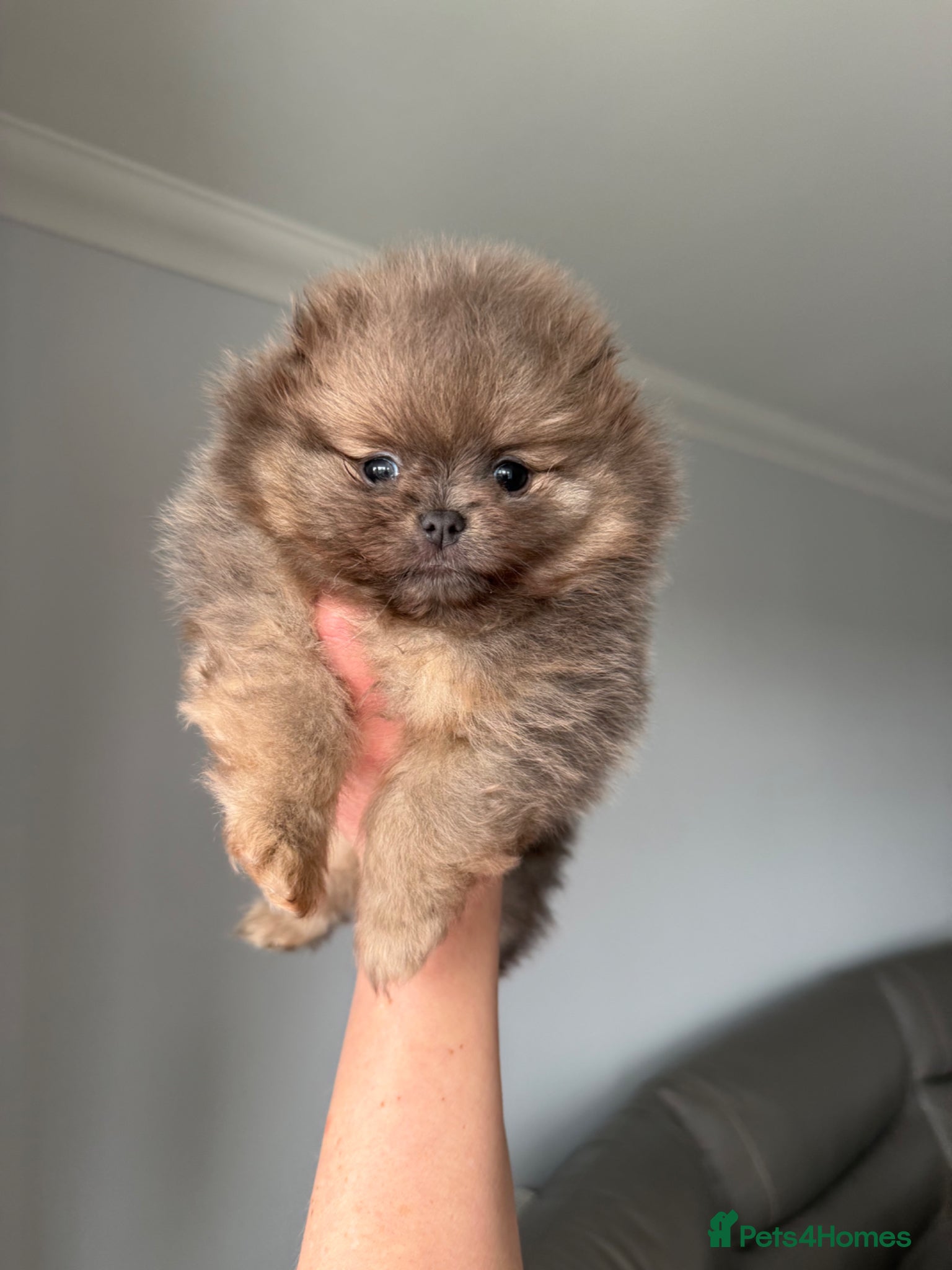 Pomeranian dogs Unique Blue and tan girl 💖 - Advert 4
