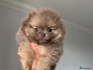 Pomeranian dogs Unique Blue and tan girl 💖 - Advert 4