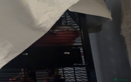 Cockatoo birds for sale: Skye galah cockatoo - Image 6