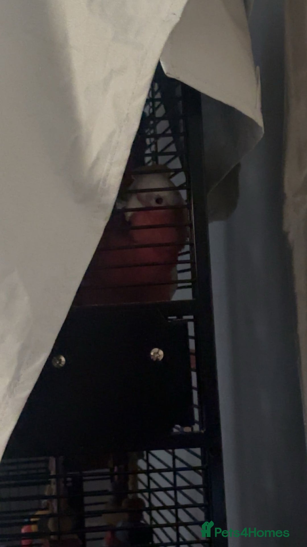 Cockatoo birds for sale: Skye galah cockatoo - Image 6