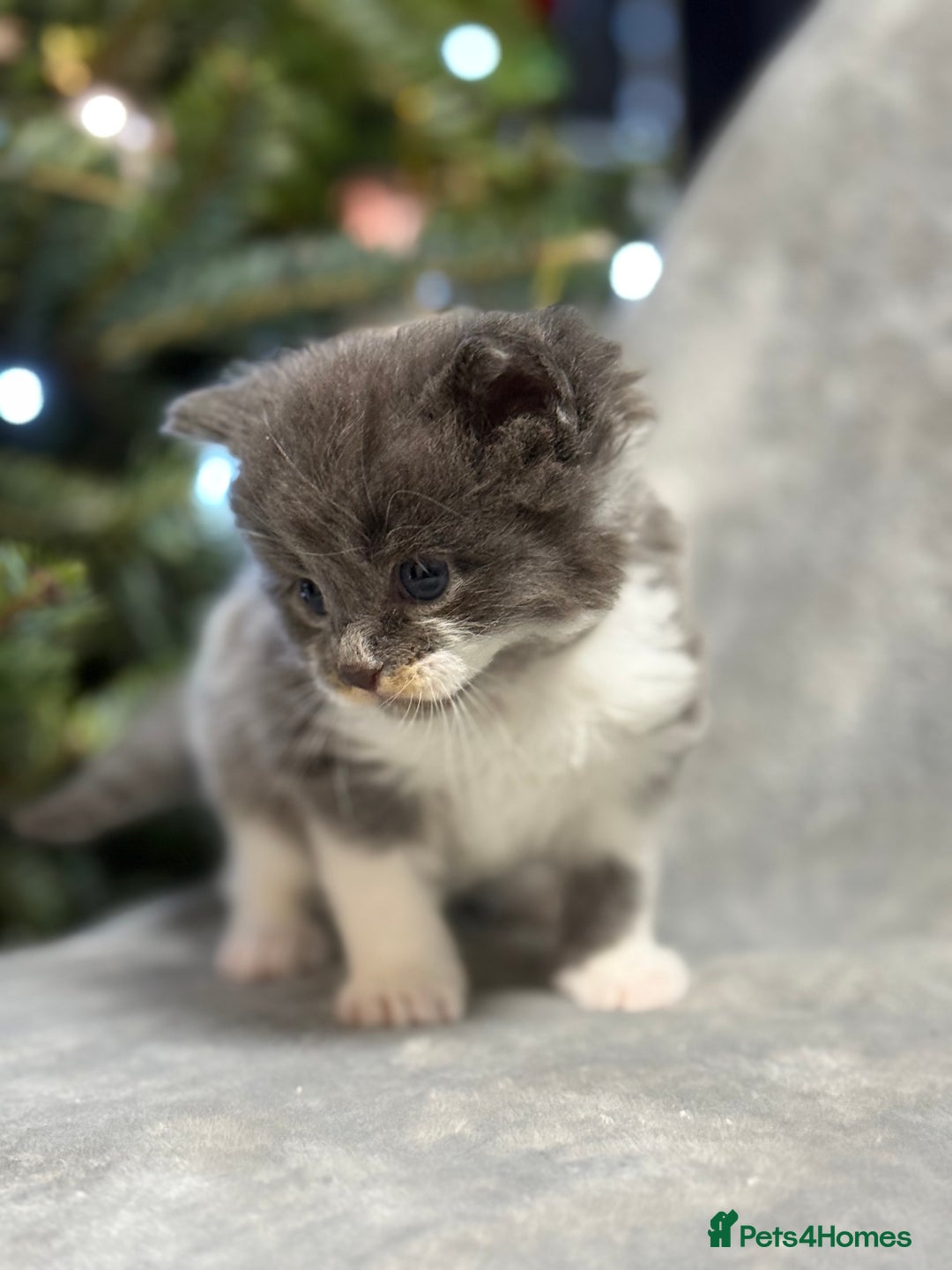 Maine Coon cats for sale: 5 adorable maine coon kittens - Advert 10