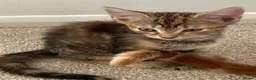 Mixed Breed cats for sale: Adorable playful kittens - Advert 1