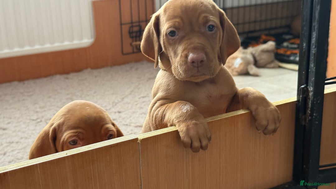 Hungarian Vizsla dogs for sale: Hungarian Vizsla - Image 4