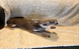 Chihuahua dogs for sale: CHIHUWAHUA PUPPIES. SMOOTH COAT. KC REG. - Image 4