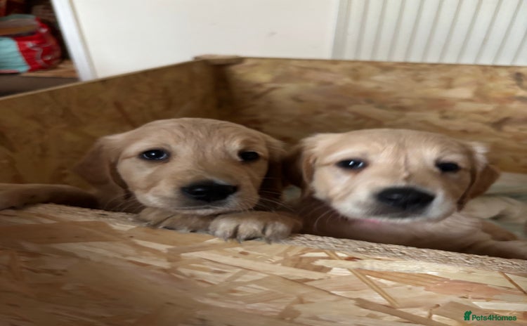 Golden Retriever dogs KC Registered Golden Retriever Puppies FOR SALE 🐾 - Advert 2