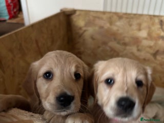 Golden Retriever dogs KC Registered Golden Retriever Puppies FOR SALE 🐾 - Advert 8