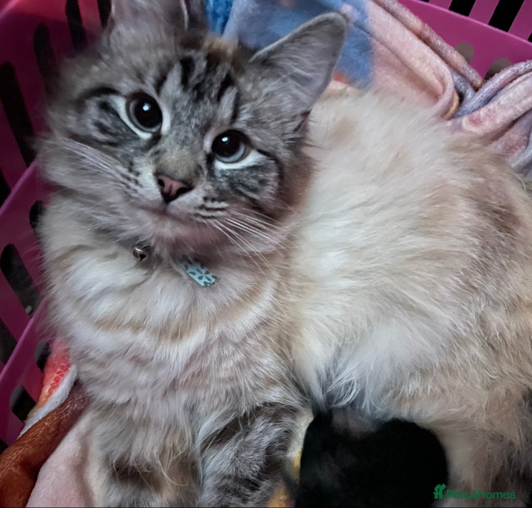 Mixed Breed cats for sale: 2 cats age 2 & 3.5 years - Advert 2