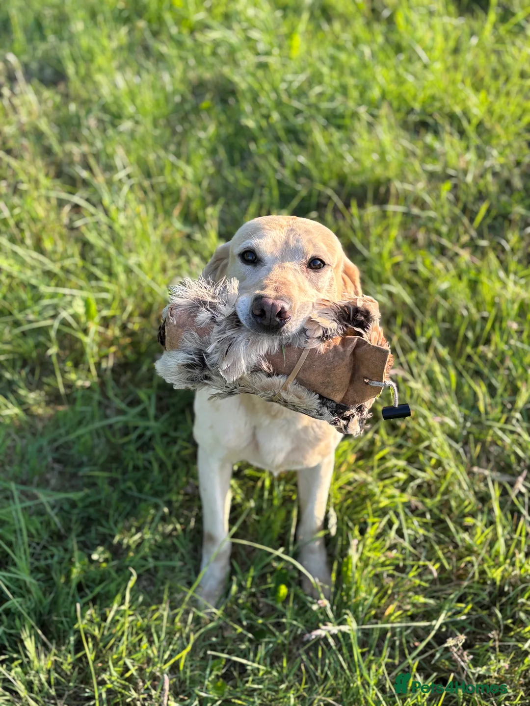 Labrador Retriever dogs for stud: Wesley available for stud - Advert 4