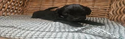 Cockapoo dogs for sale: Beautiful Litter of Stunning Cockerpoo Puppies - Advert 32
