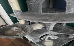 Ragdoll cats for sale: Stunning male Ragdoll kittens only 2 left - Image 27
