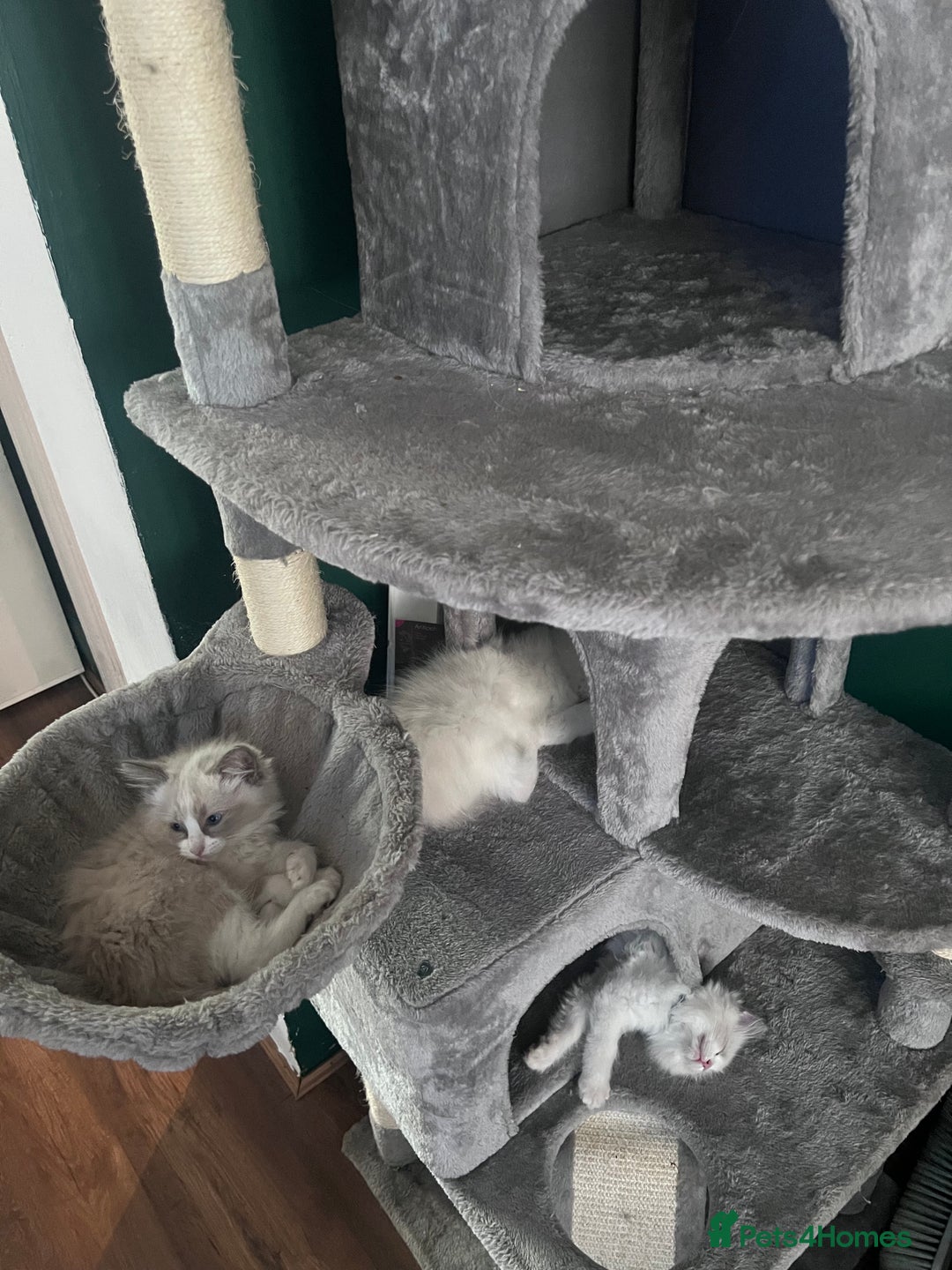 Ragdoll cats for sale: Stunning male Ragdoll kittens only 2 left - Image 27