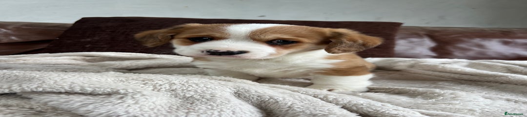 Welsh Corgi Pembroke Puppy 2