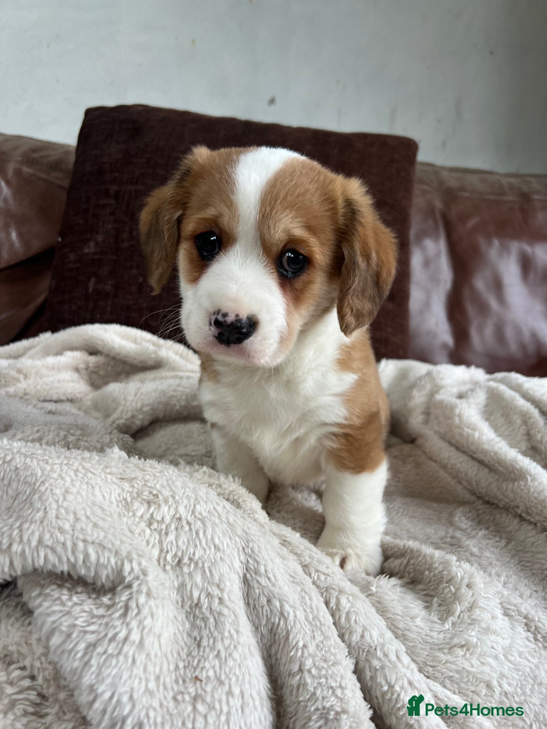 Welsh Corgi Pembroke dogs for sale: Corgi puppies, 2 brothers.  - Advert 11