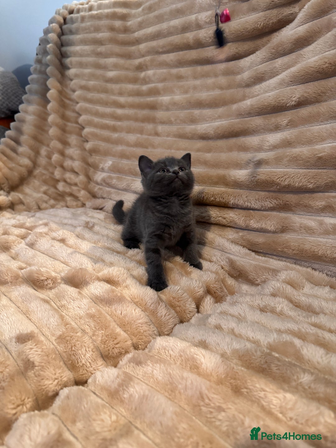 British Shorthair cats for sale: 7 lovely BSH😍 - Advert 6