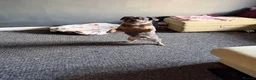Frug dogs for sale: Baby Bailey  - Advert 10