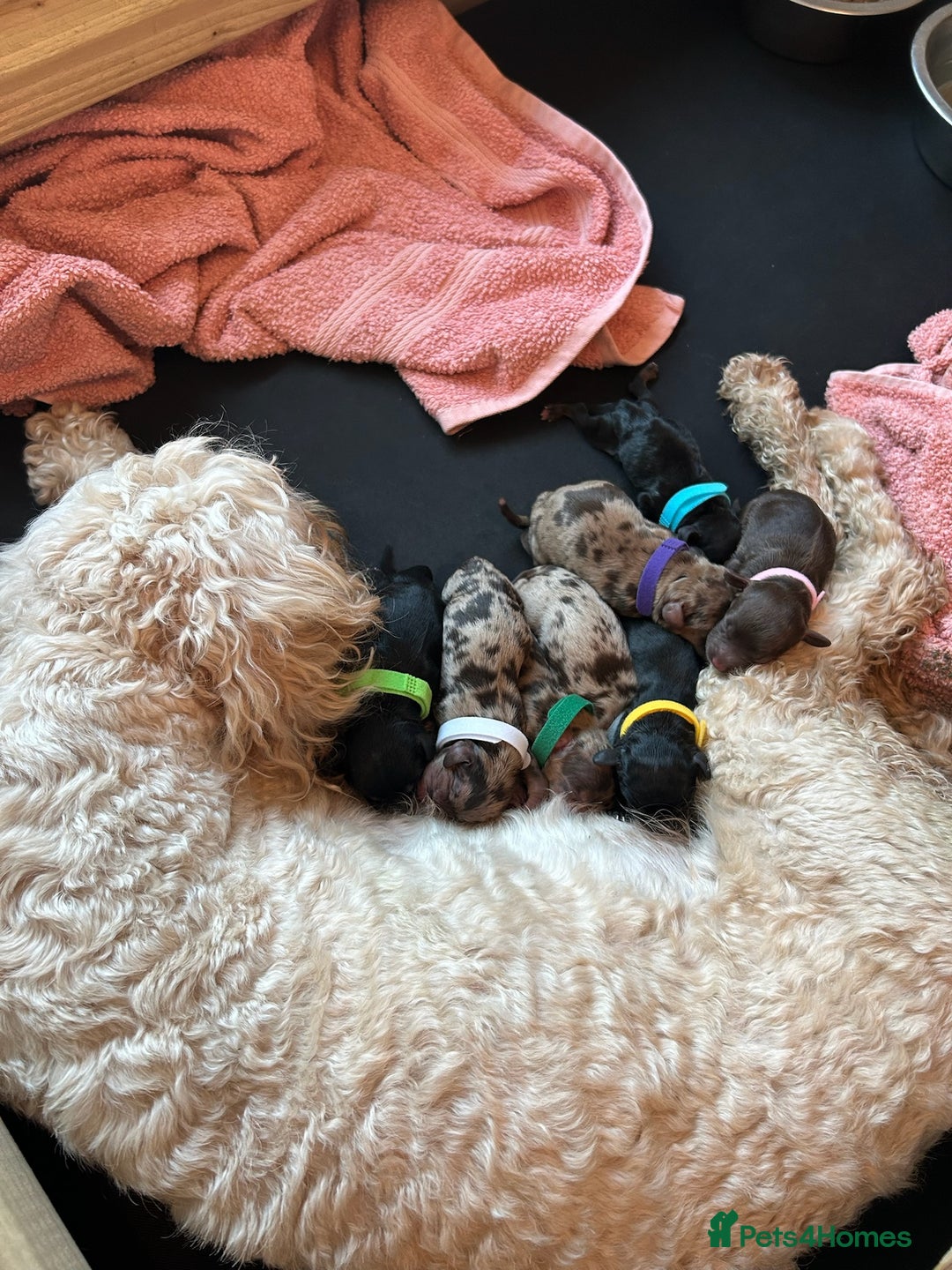 Mixed Breed dogs for sale: 10x Gorgeous Sproodles - Image 12