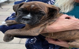 Boxer dogs for sale: READY TO GO - Chunky KC registered Boxer pups - Image 9