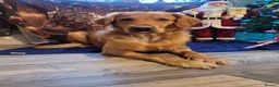 Golden Retriever dogs for sale: Beautiful girl due puppies - Advert 17