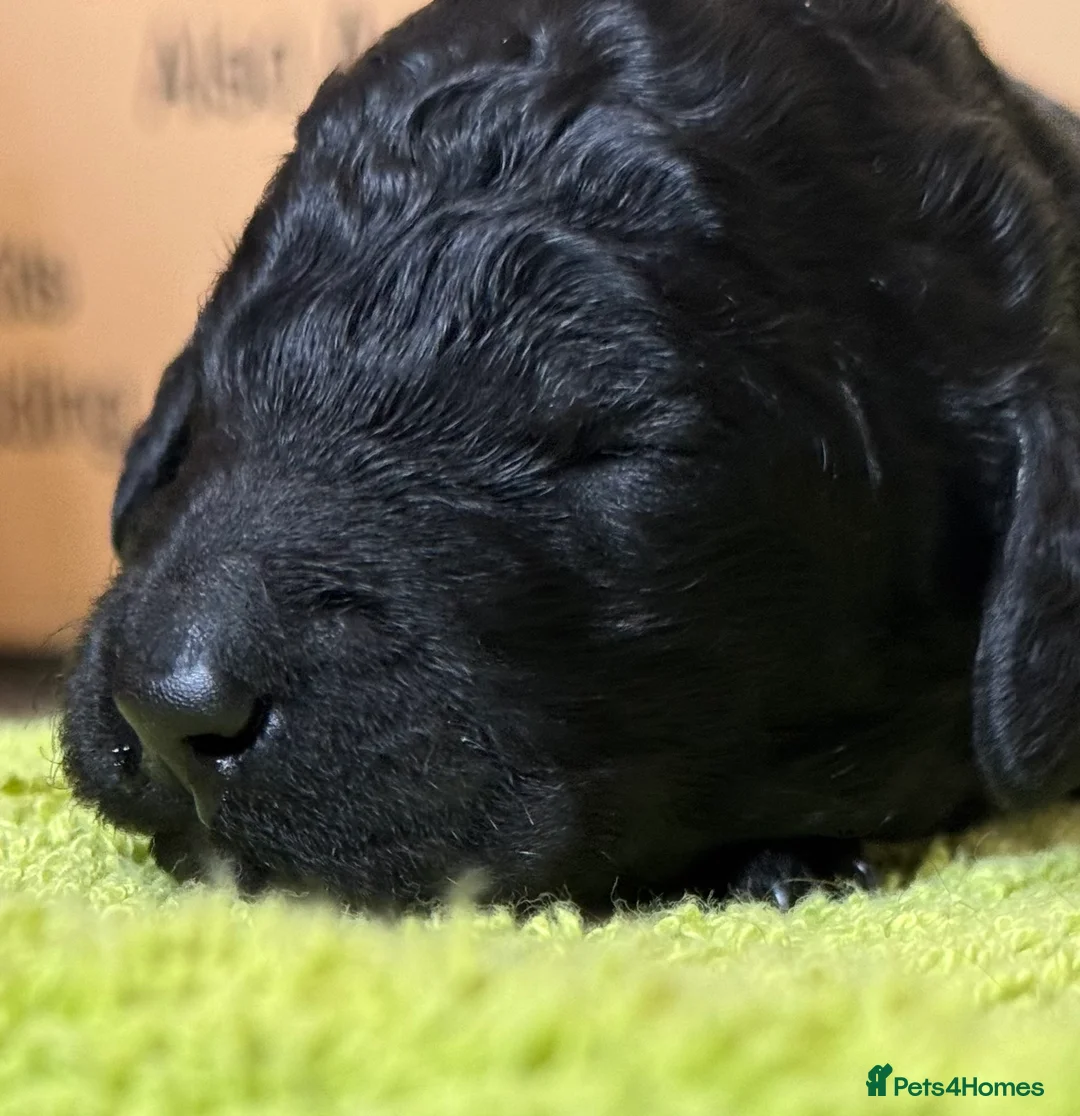 Standard Poodle dogs for sale: Reduced price£1800 Wonderful standard poodle pup’s - Advert 18