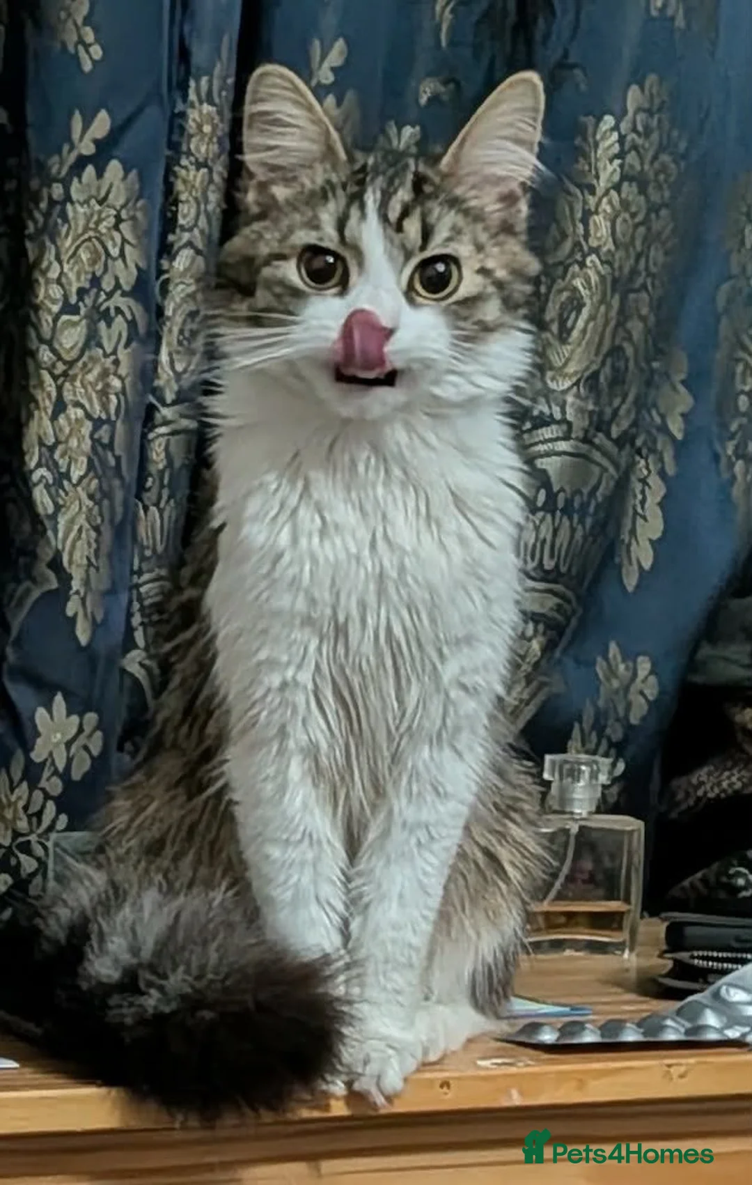 Maine Coon cats for sale: Gorgeous fluffy Maine coon xtoyger  - Advert 2