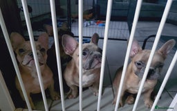 French Bulldog dogs for sale: Full vaccination only 2 available french bulldog in Hayes - Image 31