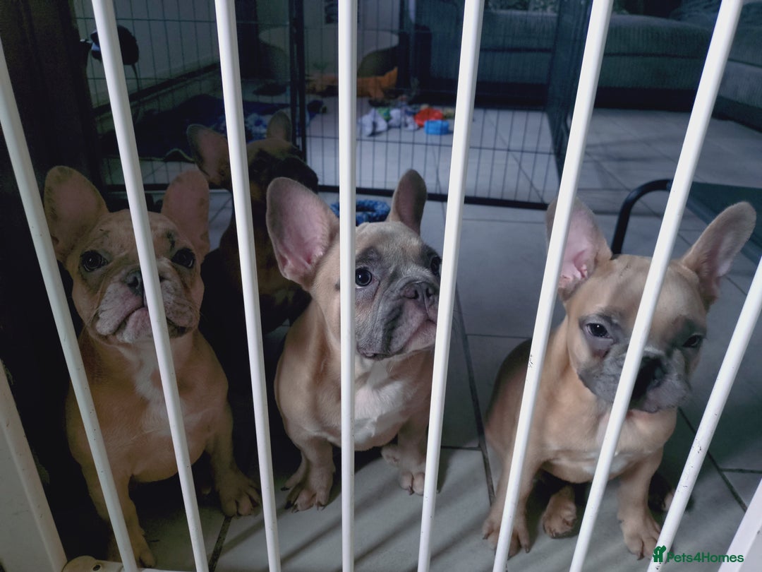French Bulldog dogs for sale: Full vaccination only 2 available french bulldog in Hayes - Image 31
